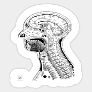 Human Head Anatomy | Medical Science Phsyiology Sticker